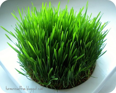 Sabzeh_Wheat Sprouts