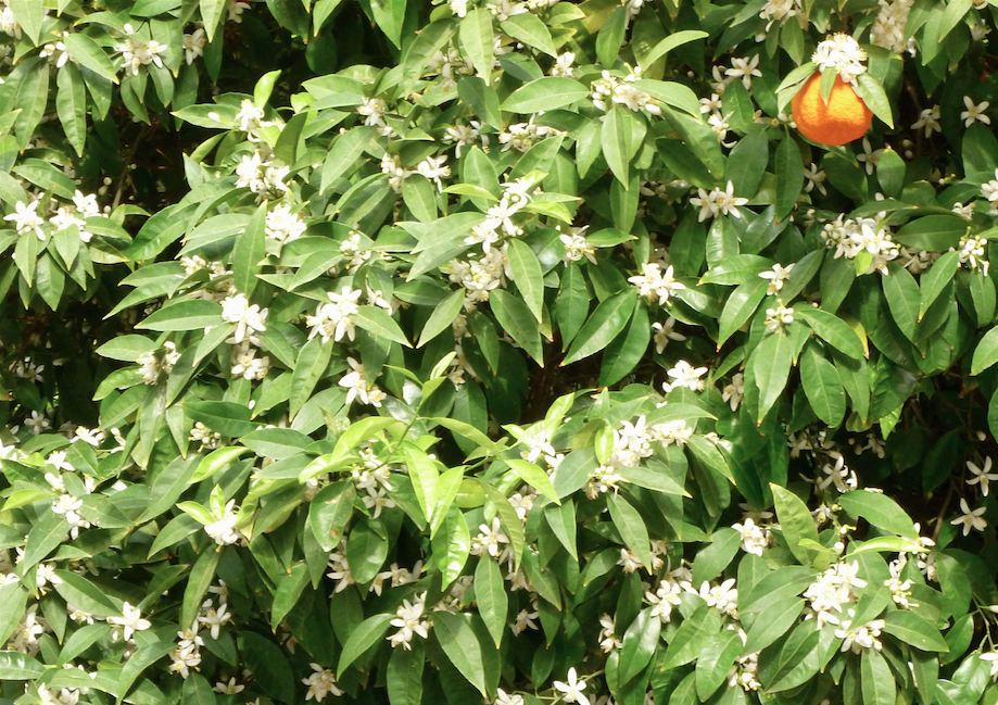 Screen Shot 2015-12-05 at 1.43.35 PM