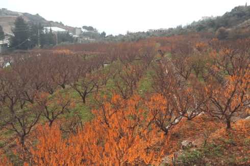 Ein-Zebde-Peach-Fields