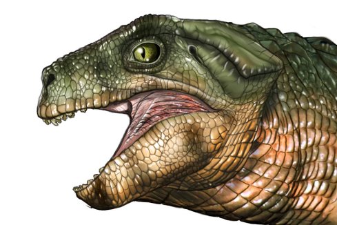 27TB-VEGGIECROC1-jumbo