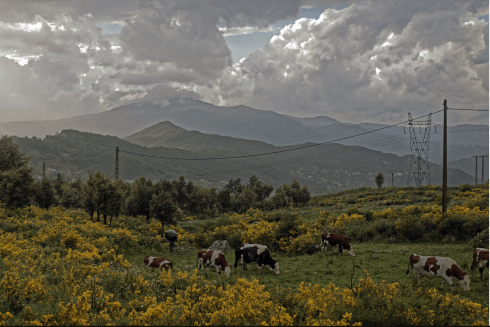Jason's cattle foto Kabilie